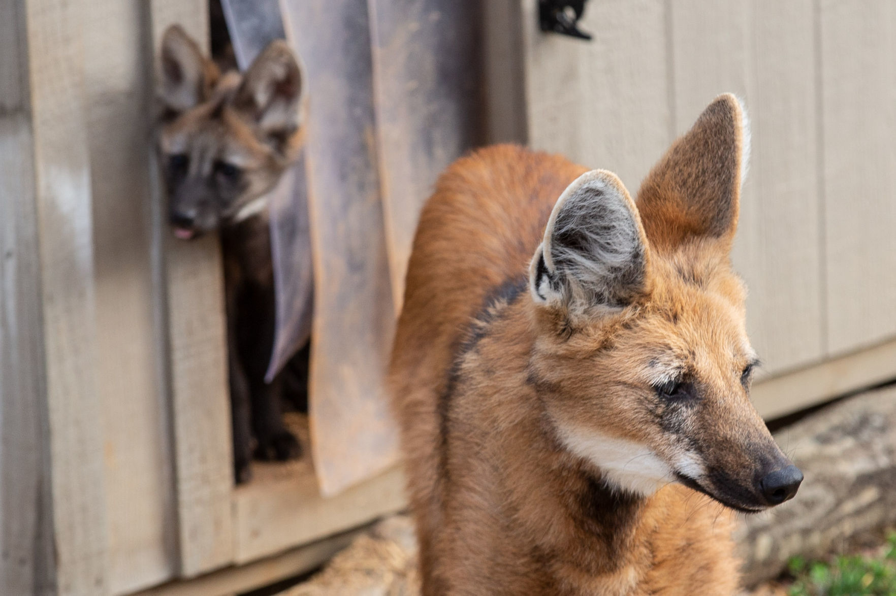 Maned Wolf Pups